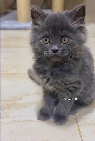 Friendly grey British longhair kitten —3 months old looking for a loving home