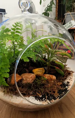 Orb terrarium (22cm) live plants
