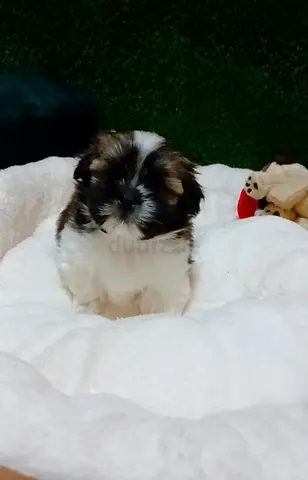 Shih tzu puppy