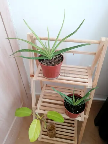 Indoor plants