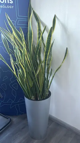 Tall Snake Plant (Sansevieria) in Tall Grey Planter - Good Condition
