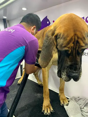Pet for new Homing