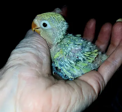 Hand-raised baby lovebirds — healthy young 5 chicks, fed best quality food. Best friends for kids.