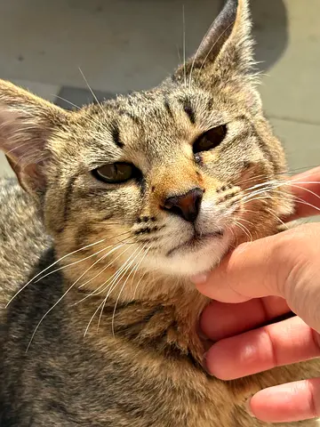 Tabby Kitten Looking for a New Home