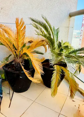 Two heavy potted sago palm (cycas) plants — needs TLC