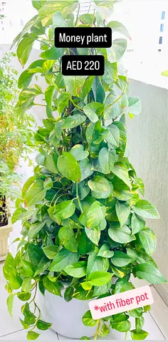 1.3 meters Lush Green Money Plant (Pothos) with Fiber Pot - Healthy Climbers