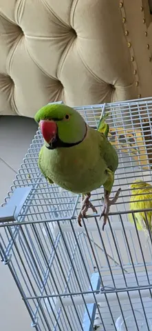 ببغاء الدره لون اخضر مفقود في  بالتعاون
LOST – Green Indian Ringneck Parrot