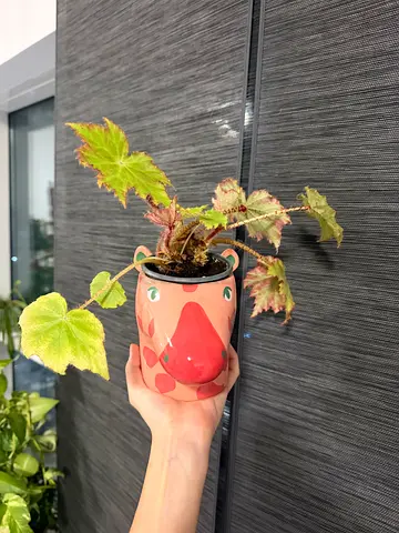 potted Begonia in decorative pot - healthy indoor plant