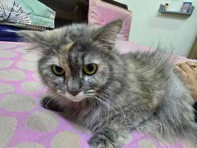 Chinchilla cat 3 year old