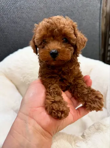 toy poodle for adoption
