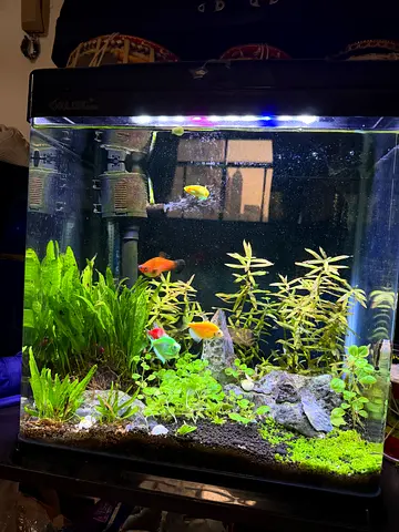 Planted 20-30L Aquarium with Small Community Fish, Filter, Heater and light