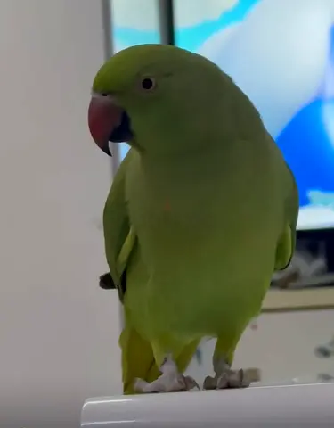 Green parrot