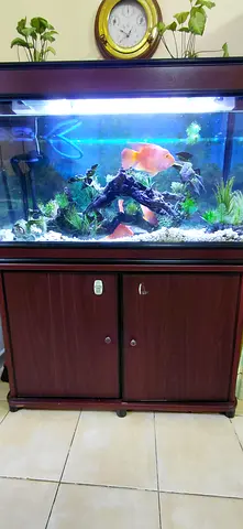 100cm Wooden Aquarium Cabinet with Fish and Accessories - Ready to Move