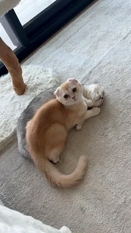 Friendly Scottish Fold kitten, 4months, vaccinated, microchipped. 1 female 1 male