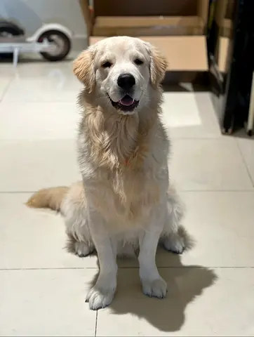 Golden retriever for adoption