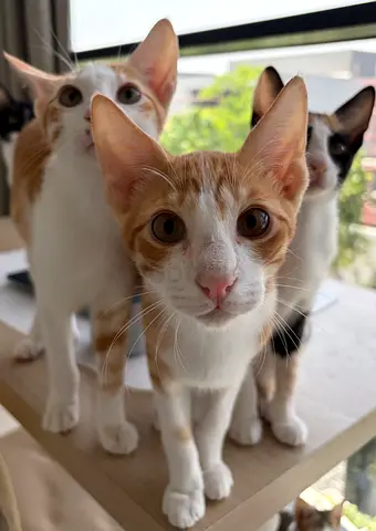 Kittens and Mama cat for adoption