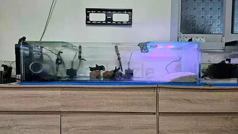 Customized Aquarium
