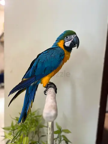 🦜 Stunning Blue  Gold Macaw – Hand-Tamed  Playful | مكاو أزرق وذهبي رائع – أليف ويحب اللعب 🦜