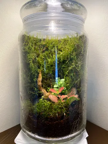 Premium Terrarium Clay – Lush Moss Growth Guaranteed