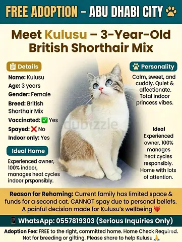 Free Adoption — Kulusu, 3-Year-Old Female British Shorthair Mix (Abu Dhabi)