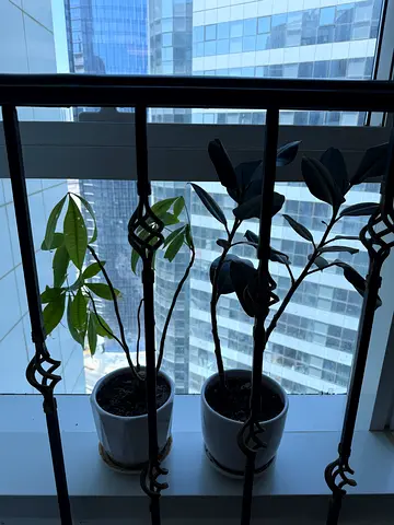 Plants
