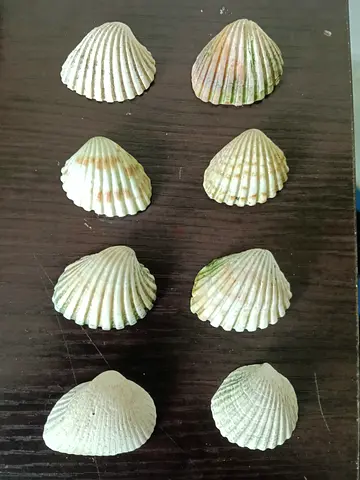 Aquarium Decoration shells – Natural, safe for fish tank”( Small)