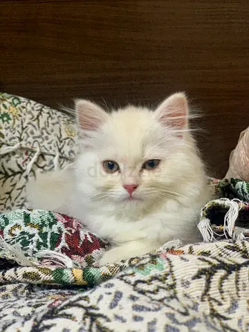 Female cat for adoption with passport (URGENT)