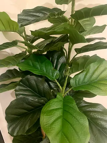 Realistic Indoor Fiddle Leaf Fig Plant