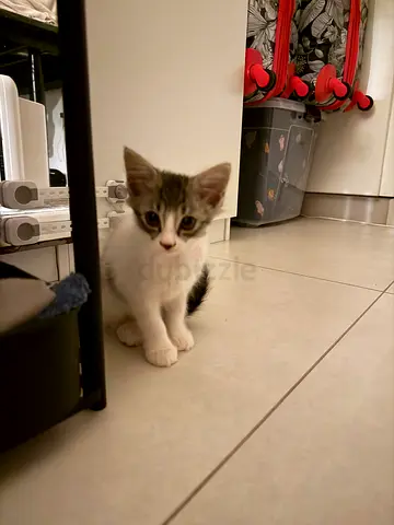 kitten for adoption