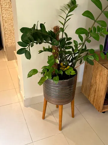 Plant with pot and stand