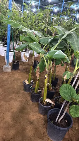Potted Banana/Ornamental Tropical Plants - Multiple Healthy Stems
