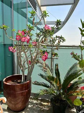 Large Desert rose plant with pot