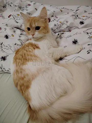 persian cat looking for a loving home
