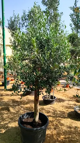 Healthy Spanish Olive Tree in Large Pot — Mature 5-7 Years