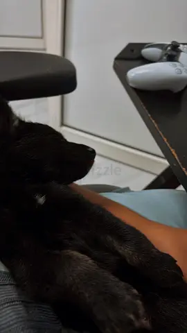 Young black dog looking for a new home — calm and friendly