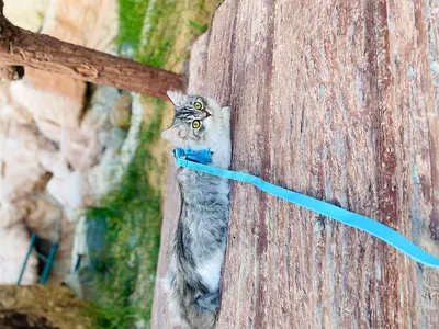 Friendly long-haired cat, used to leash walks, healthy and playful