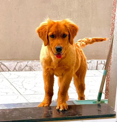 Golden retriever