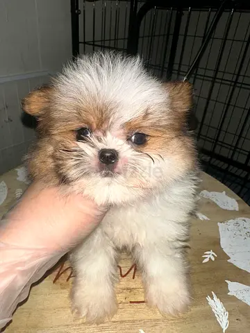 Tiny fluffy Pomeranian puppy — 8 weeks, friendly