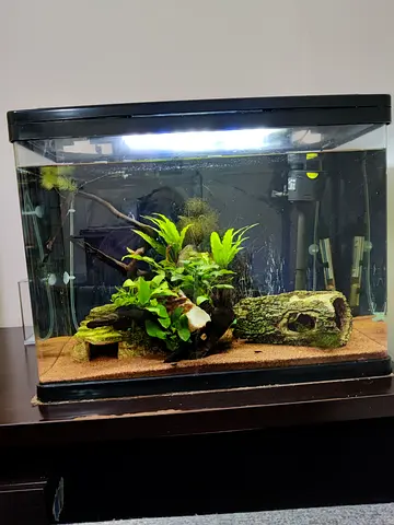 Used 30-40L Planted Aquarium with Filter and Decor