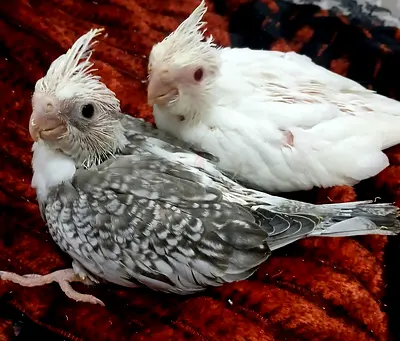 Beautiful Albino cocktail babies and love birds babies for adoption