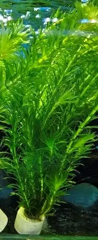 Live Aquarium Plant - Tall Green Stem Plant (Easy Care)