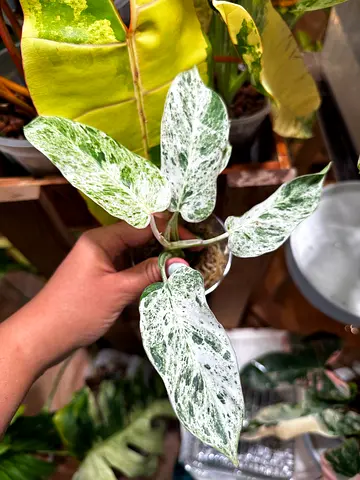 Philodendron Emerald Ice. Aed200/-. Pickup near financial center metro. Delivery can be arranged