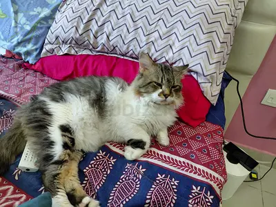 Free Pair of Cats (Male  Female)