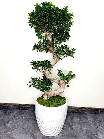 Indoor Bonsai Ficus Tree in Decorative White Planter — Ready to Display