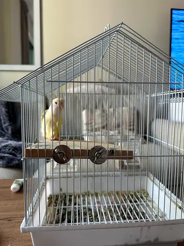 Beautiful lovebird give away