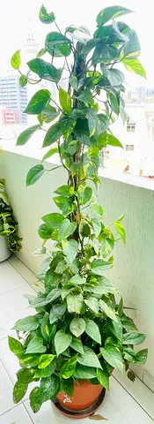 1.55 meters Tall - Beautiful Money Plant (Pothos) — Healthy, Climbing Vine