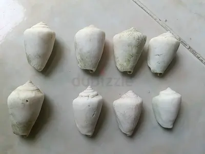 Aquarium Decoration Cone shells – Natural, safe for fish tank”