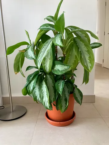 Large Aglaonema (Chinese Evergreen) in Pot with matching saucer. Healthy Indoor/Outdoor Plant