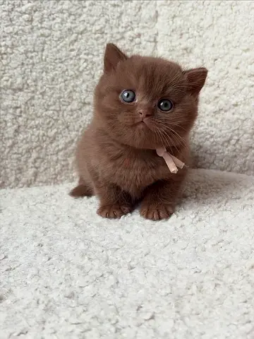 British Shorthair Cinnamon kitten