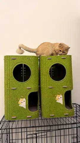 Cat with sleeping home for 2 cats